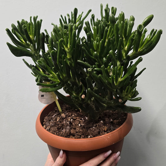 Crass Horn Tree (Crassula)