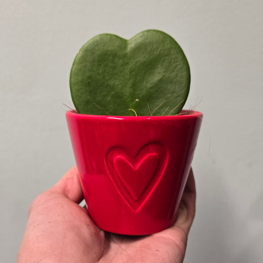 Small Hoya Heart & Pot