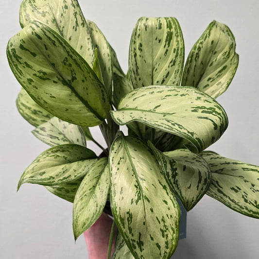 Aglaonema Maria Christina