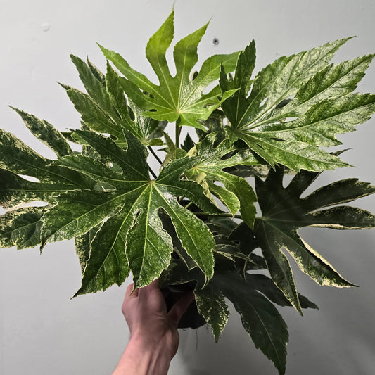 Fatsia Spiders web 40-50cm