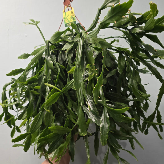 Hanging Rhipsalis - Crispata