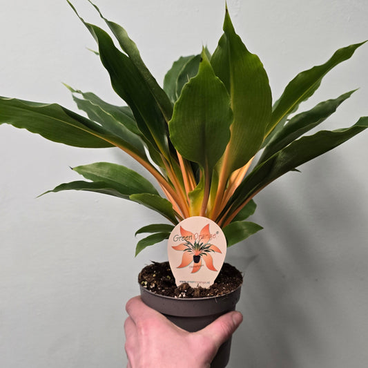 Orange Spider Plant