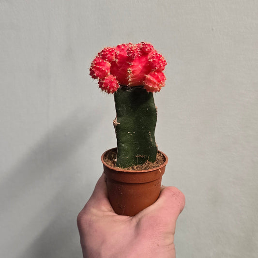 Mini Gymnocalycium Cactus - Colour Varieties