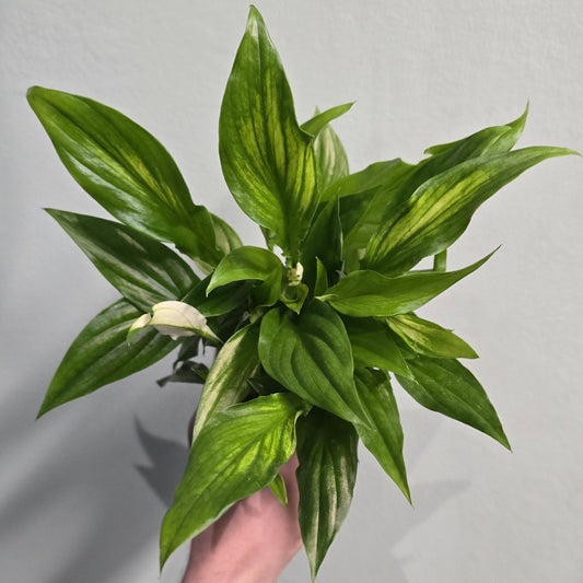 Small Peace Lilly - Spathiphyllum
