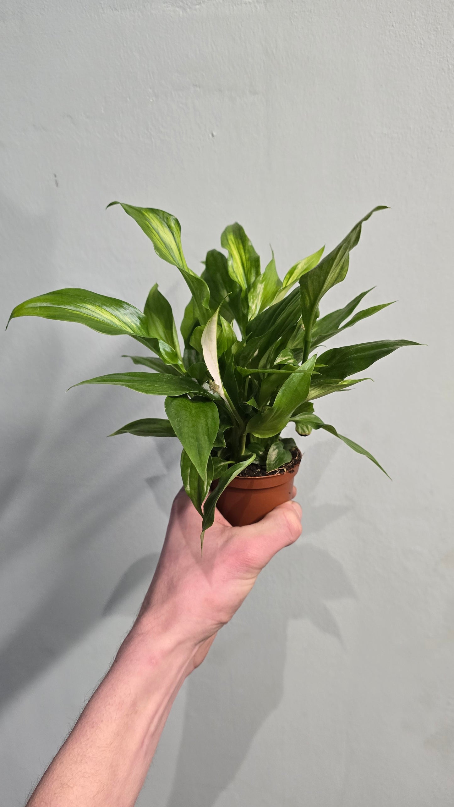 Small Peace Lilly - Spathiphyllum