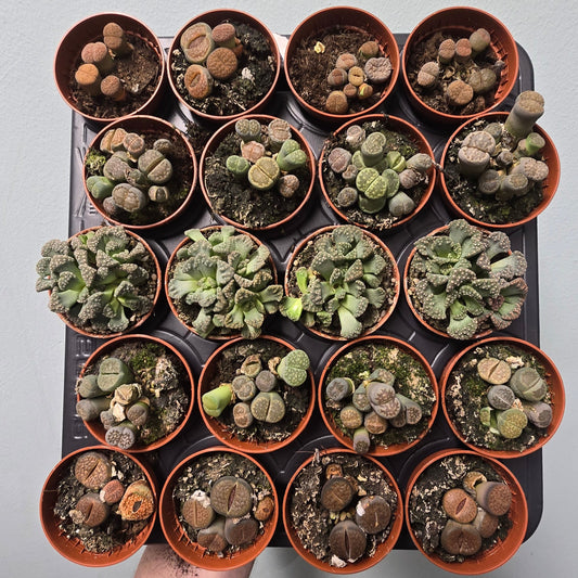 Mini Lithops - Living Stones (Mixed)
