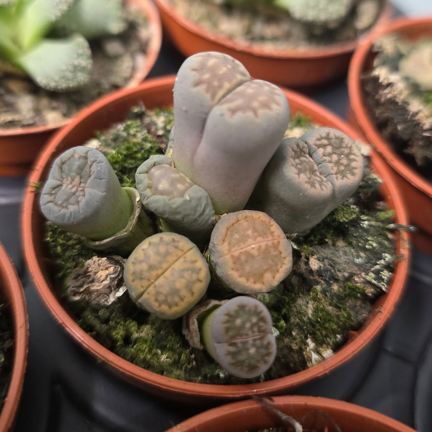 Mini Lithops - Living Stones (Mixed)