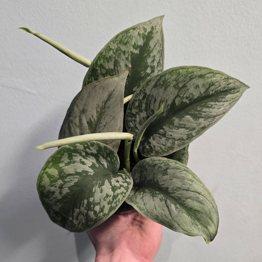 Silver Satin Pothos - Trebie