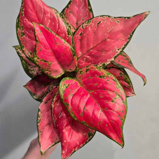 Aglaonema Cherry Baby