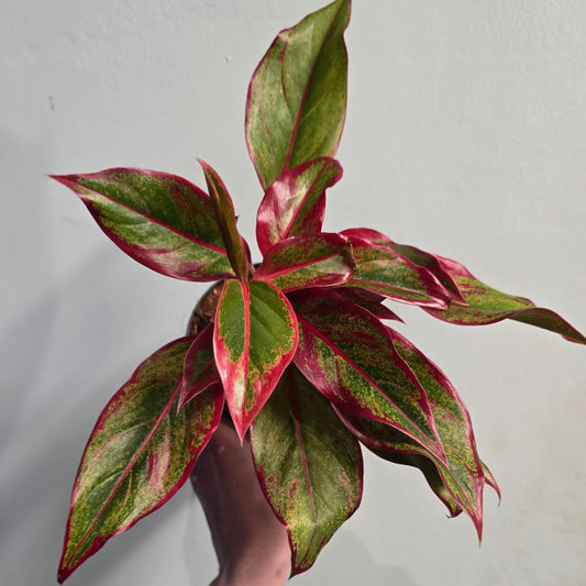 Aglaonema Crete