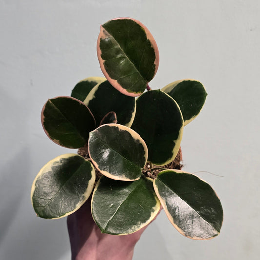 Hoya Australis Blondie