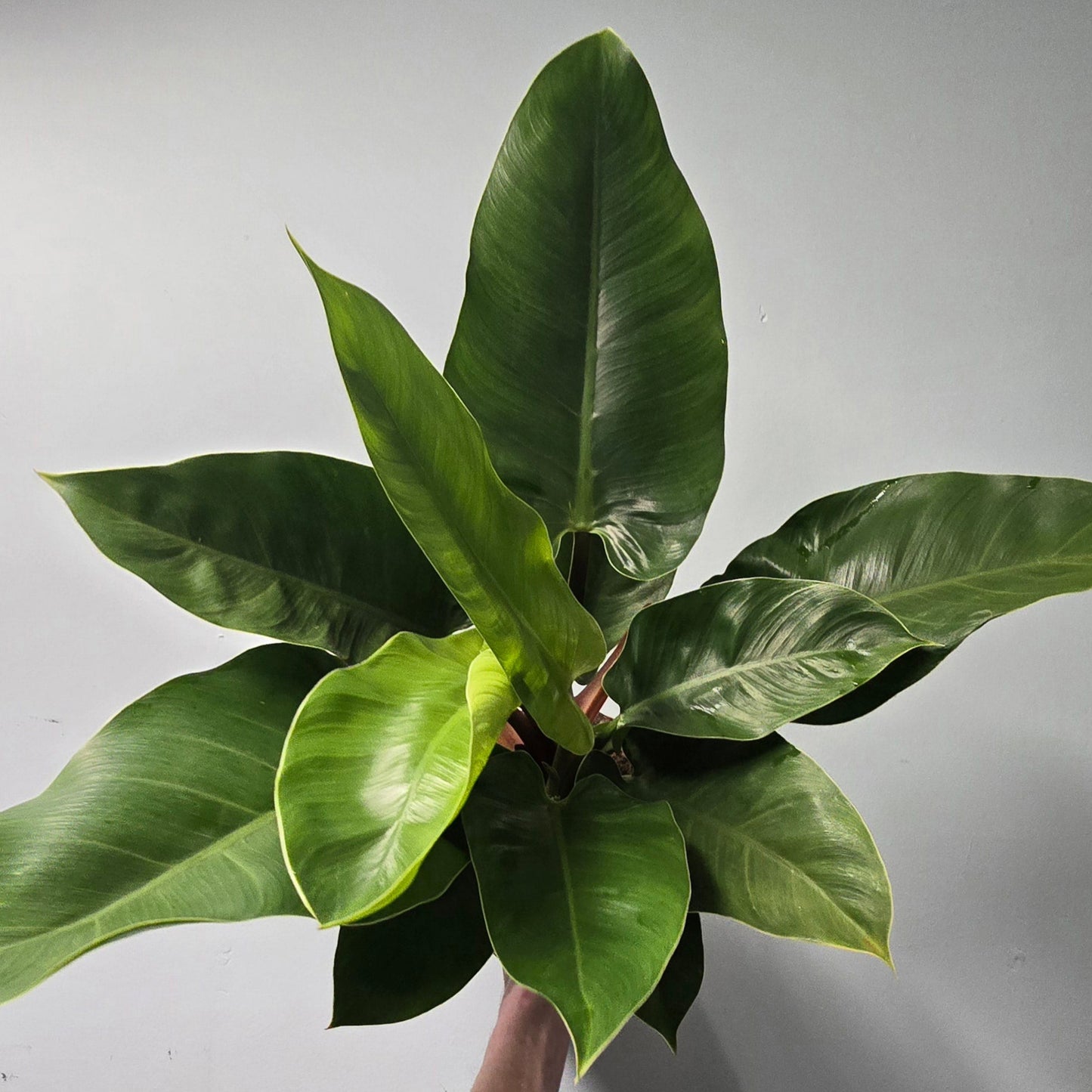 Philodendron Imperial Green