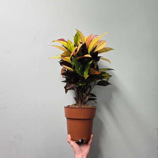 Codiaeum Variegatum 'Mrs Iceton - 60cm