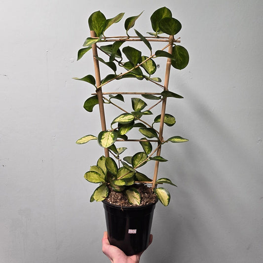 Large Hoya on Trellis - Mixed Options