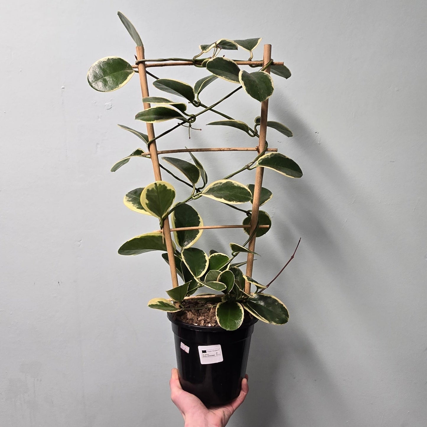 Large Hoya on Trellis - Mixed Options