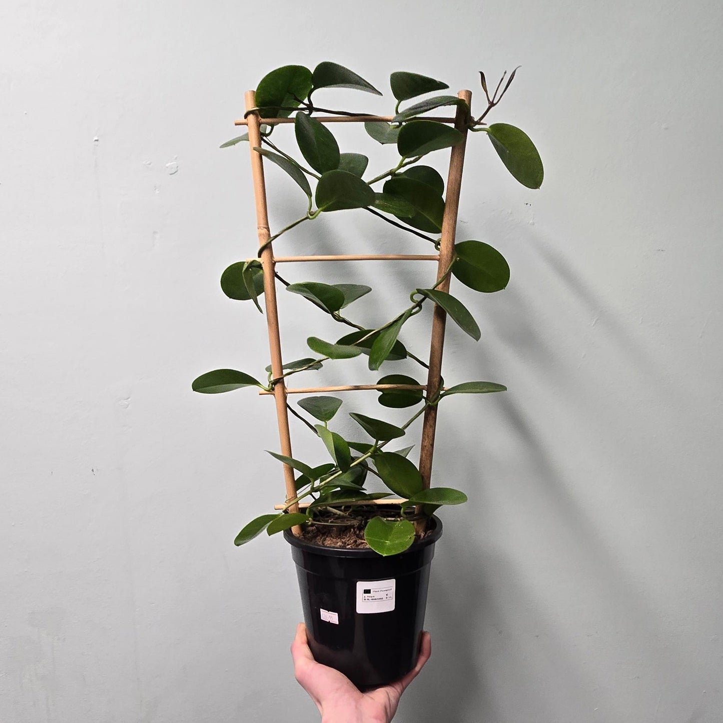 Large Hoya on Trellis - Mixed Options