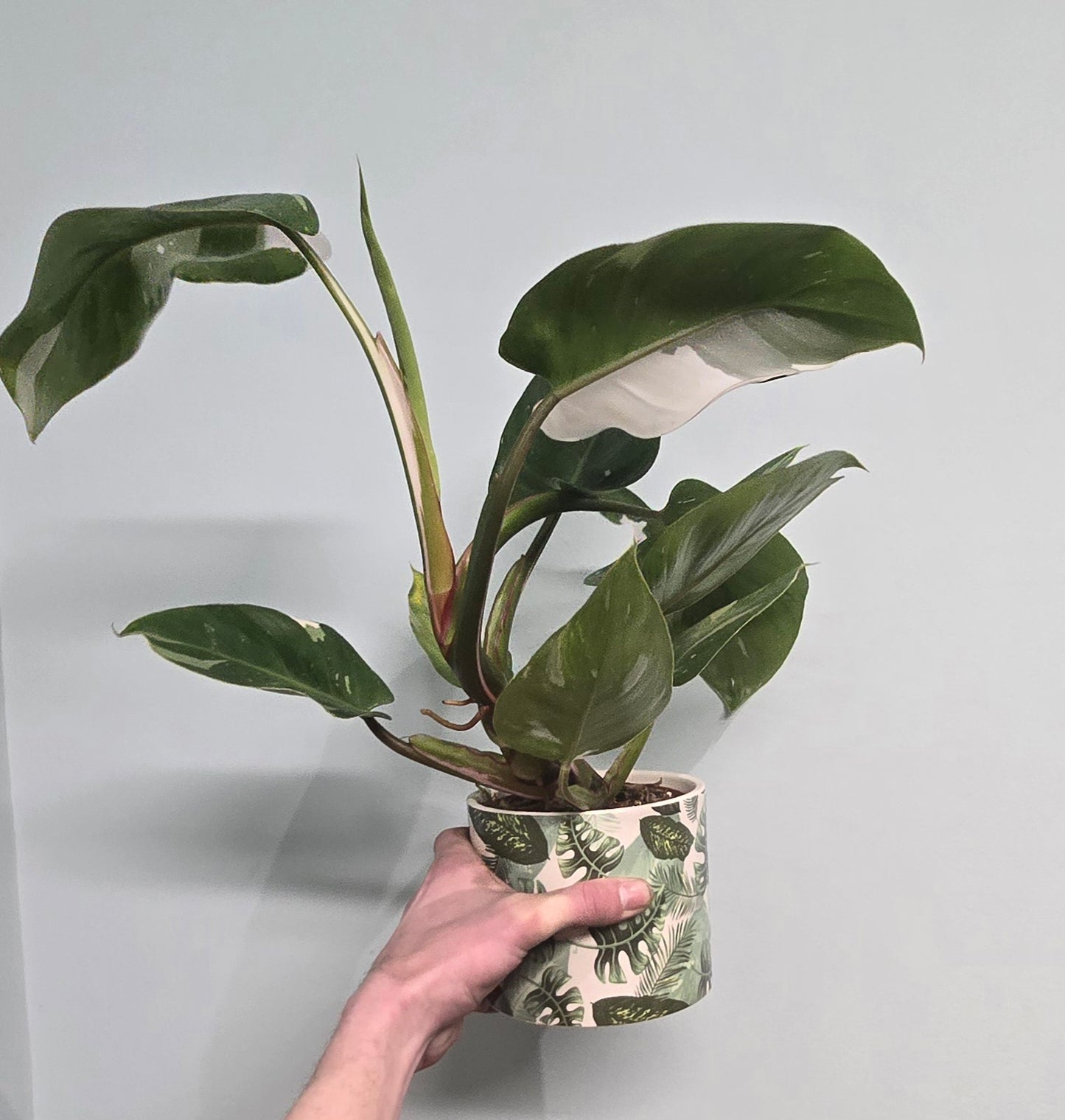 Philodendron White Princess - 40cm & Ceramic Pot