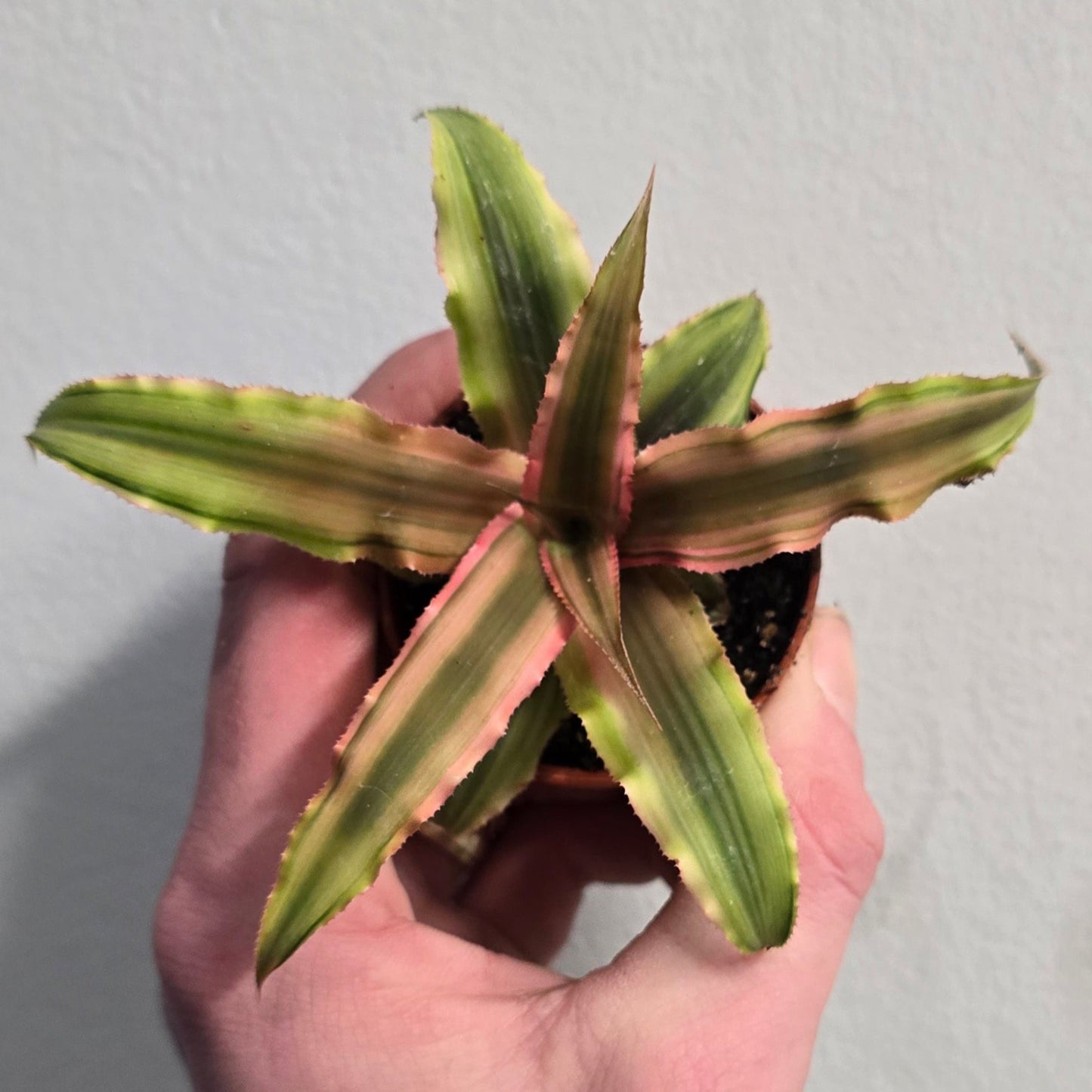 Cryptanthus - Pink Star