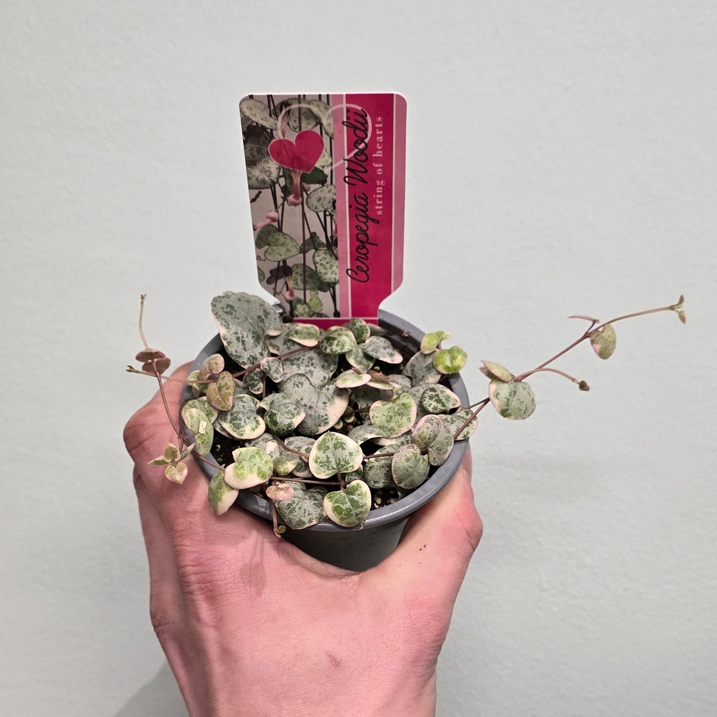 Varigated String of Hearts - Ceropegia