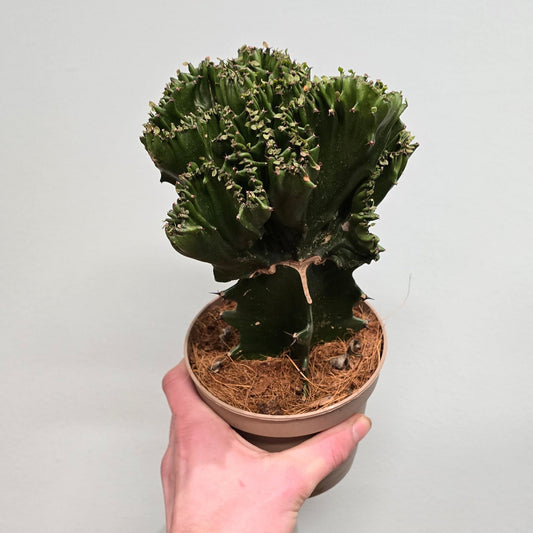 Euphorbia Lactea