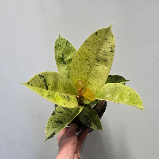 Moonshine Ficus 30-40cm