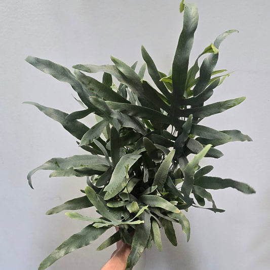 Blue Star Fern - Phlebodium