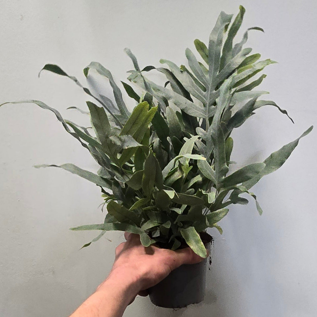 Blue Star Fern - Phlebodium