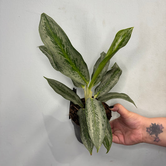 Aglaonema Emerald Stone ( Missing 1 Leaf )