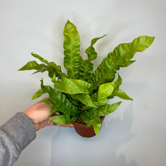 Birds Nest Fern 30-40cm