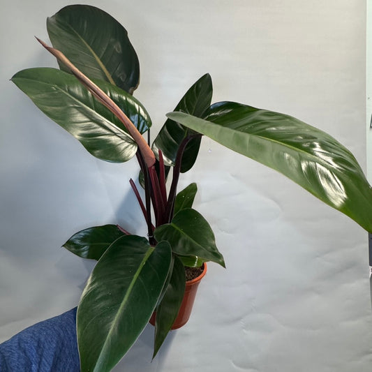 Philodendron Erubescens - Imperial Red - 80cm ( Damaged Leafs )