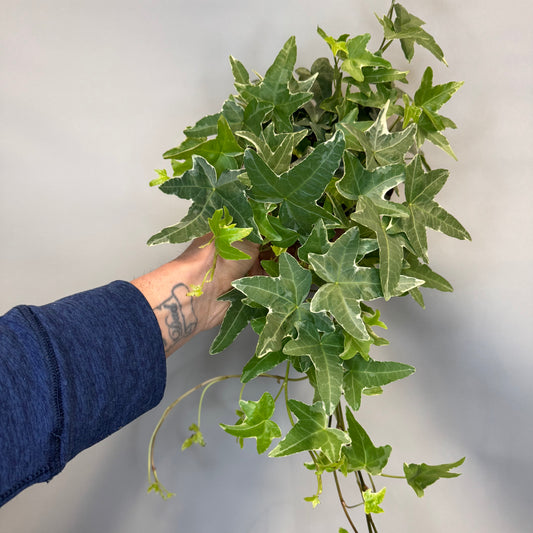 Hedera Helix - Ivy - Mixed