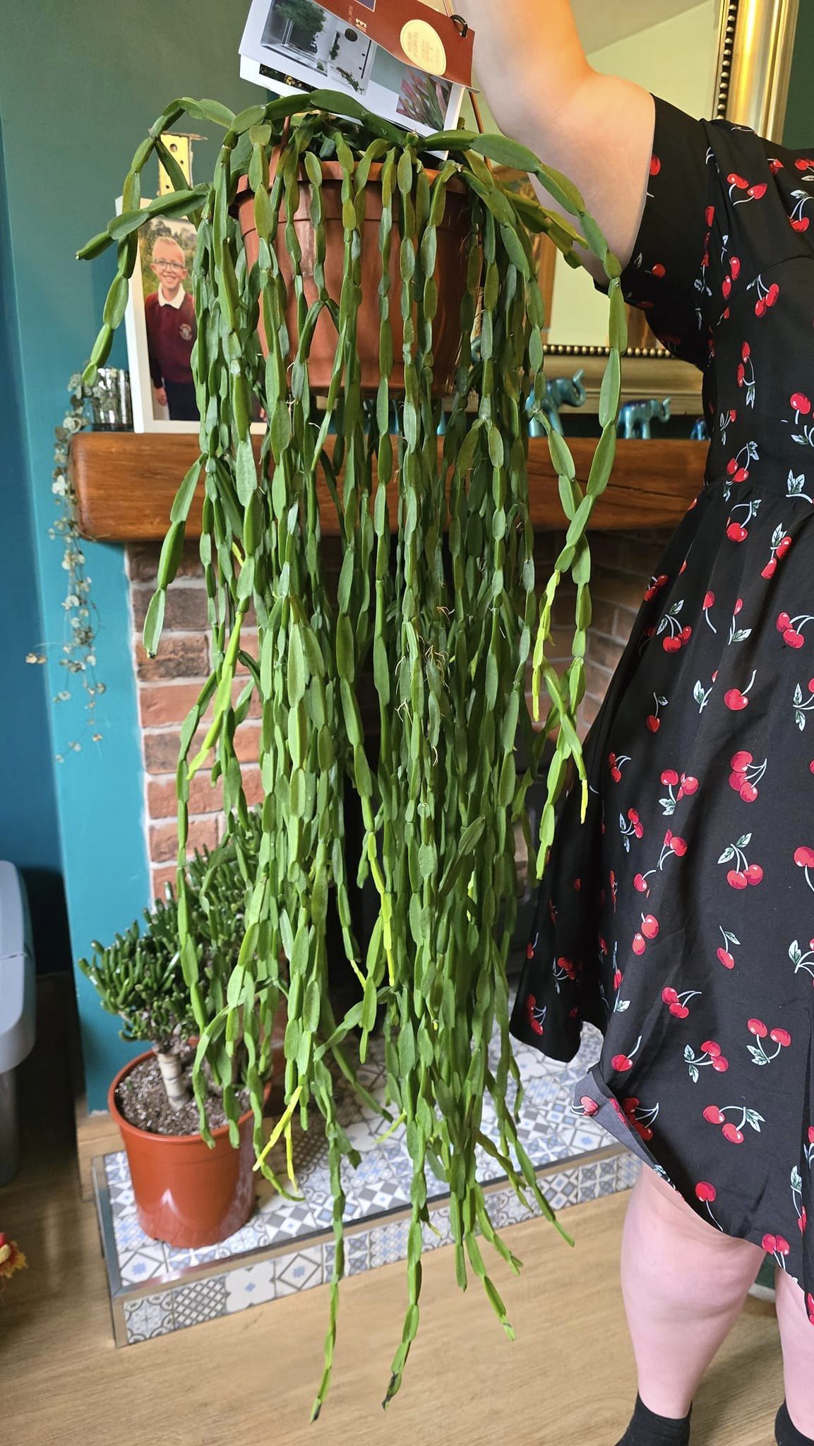 Hanging Rhipsalis Paradoxa - Large