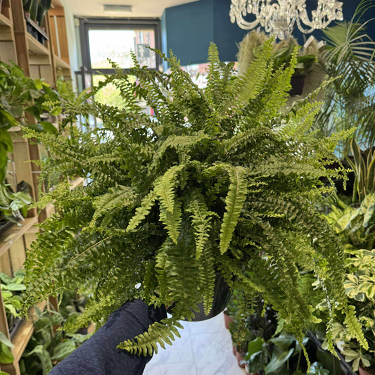 XXL - Boston Fern