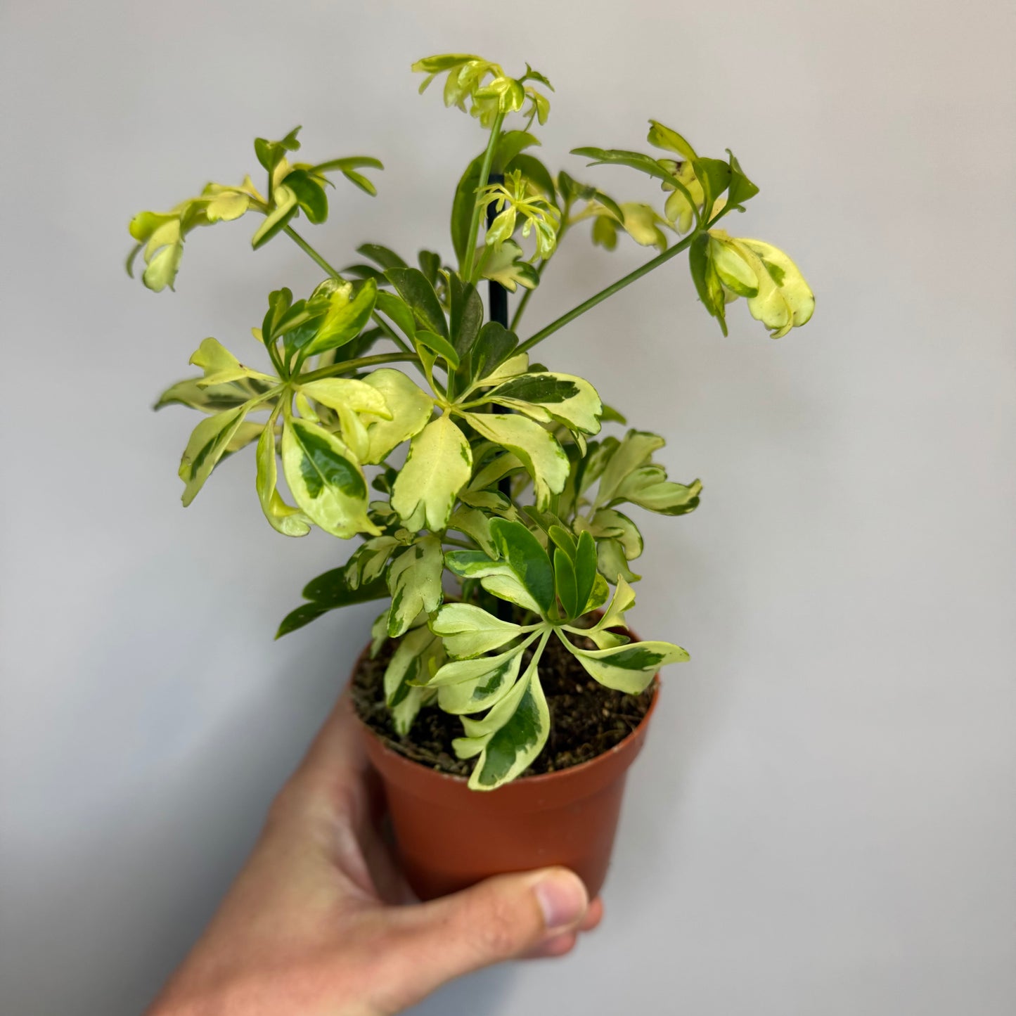 Dwarf Umbrella Tree Janine