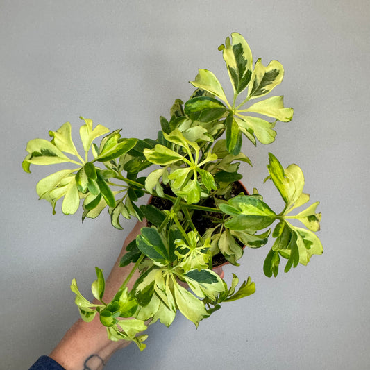 Dwarf Umbrella Tree Janine