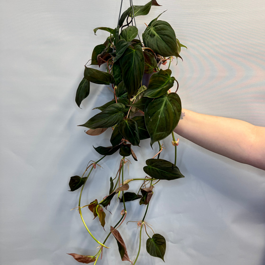Hanging - Philodendron Micans