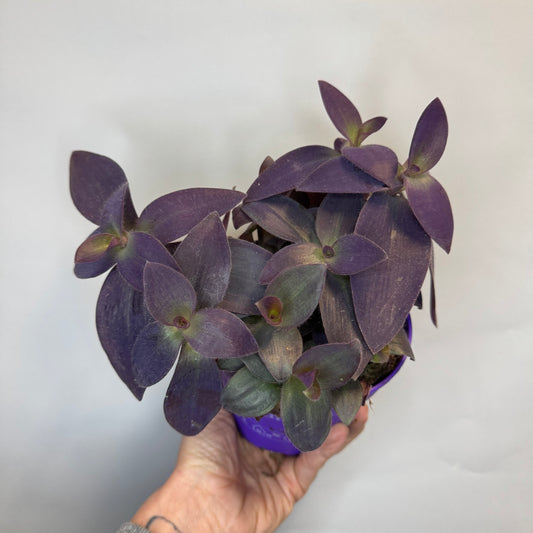 Tradescantia Purple Heart
