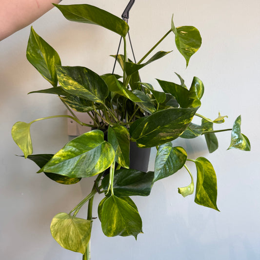 Hanging - Golden Pothos / Devil’s Ivy