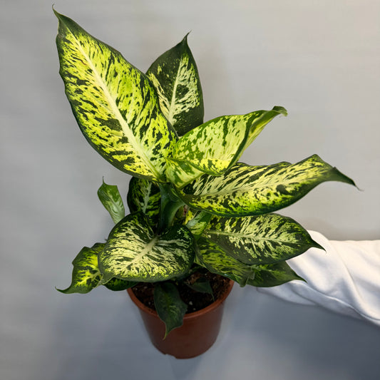 Dieffenbachia Sublime