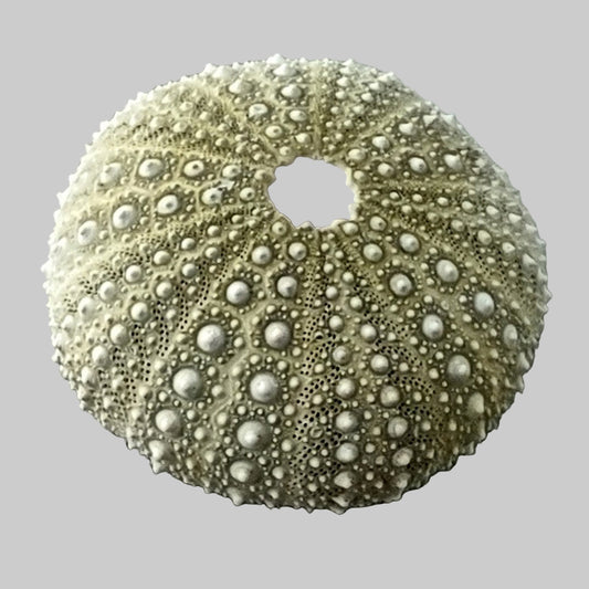 Urchin Shell