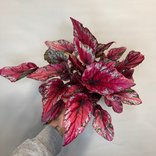 Begonia 'Rex' Maui Sunset