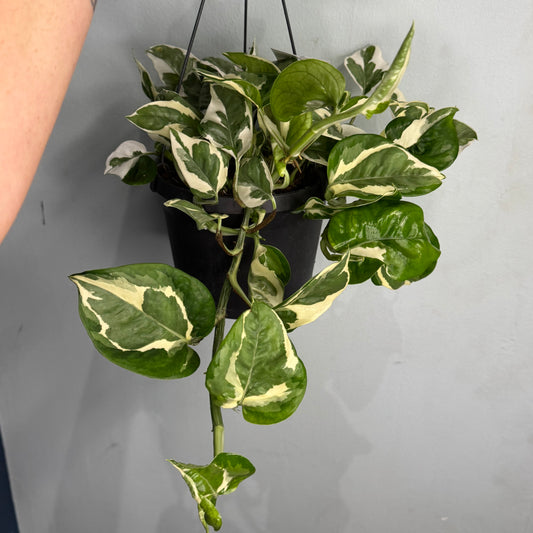 Hanging - N'Joy – Pearls and Jade Pothos