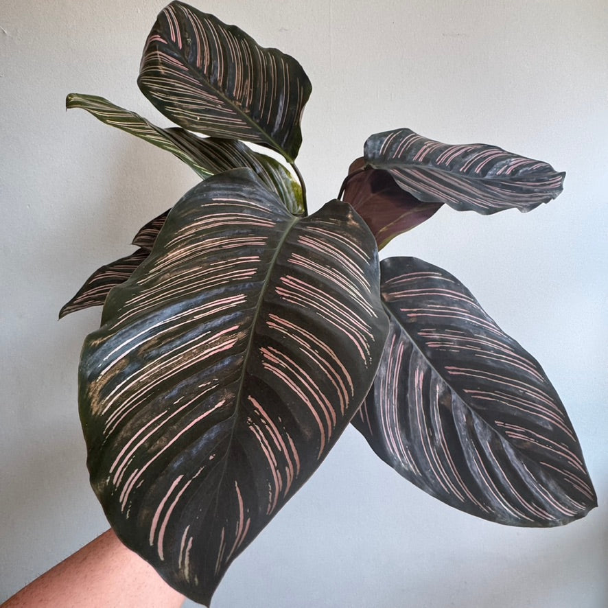 Pin - Stripe Calathea Pink - 65cm (Copy)