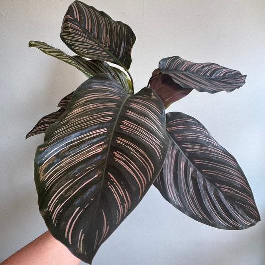 Pin - Stripe Calathea Pink - 65cm (Copy)