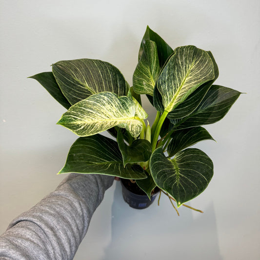 Philodendron Birkin 40-50cm