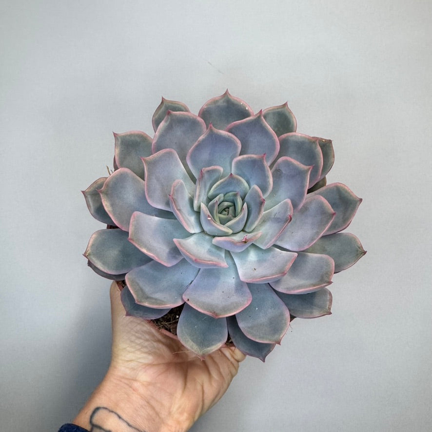 Mixed Succulents