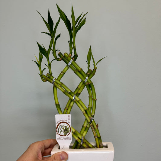 Lucky Bamboo & Pot