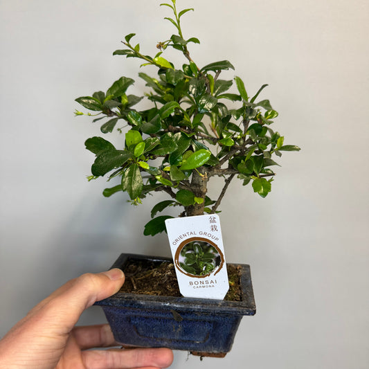Mini - Bonsai Trees