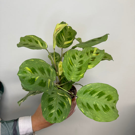 Maranta - Prayer Plant