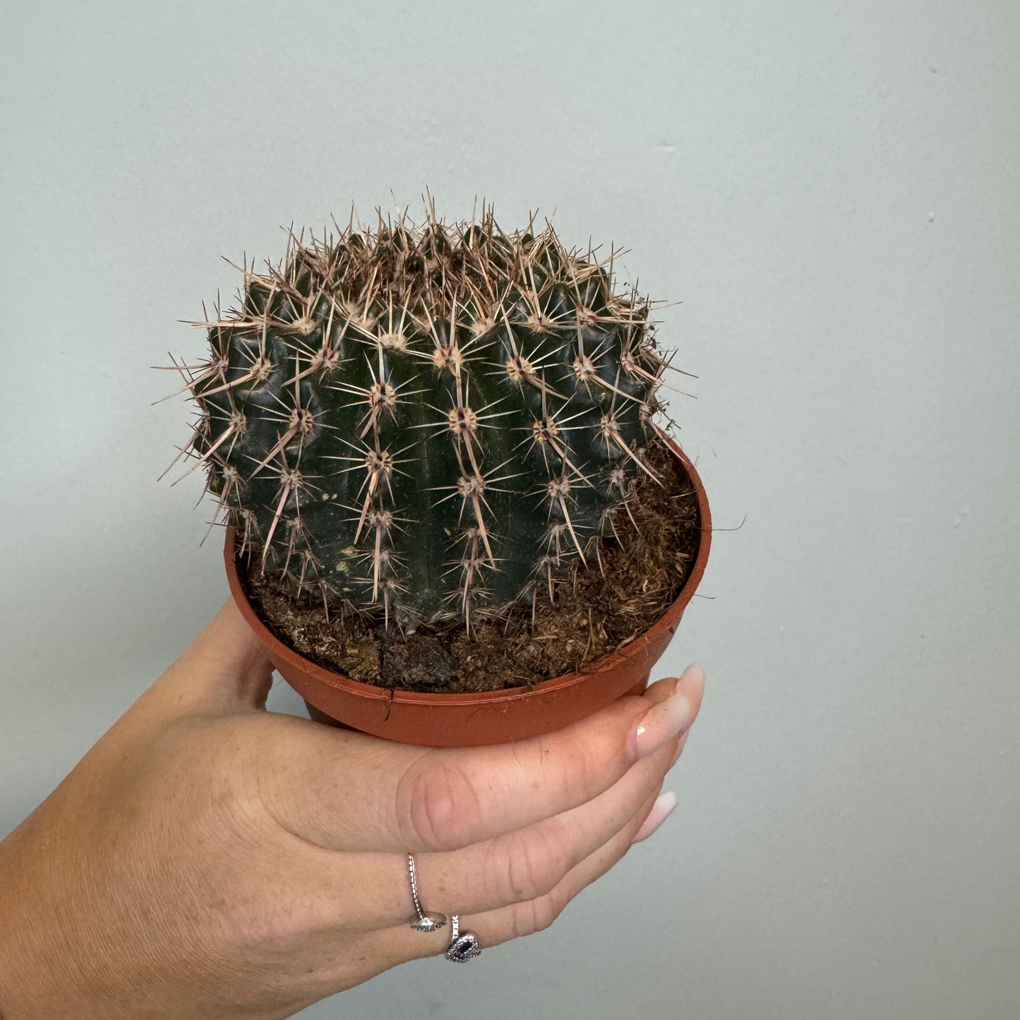 Cactus - Parodia